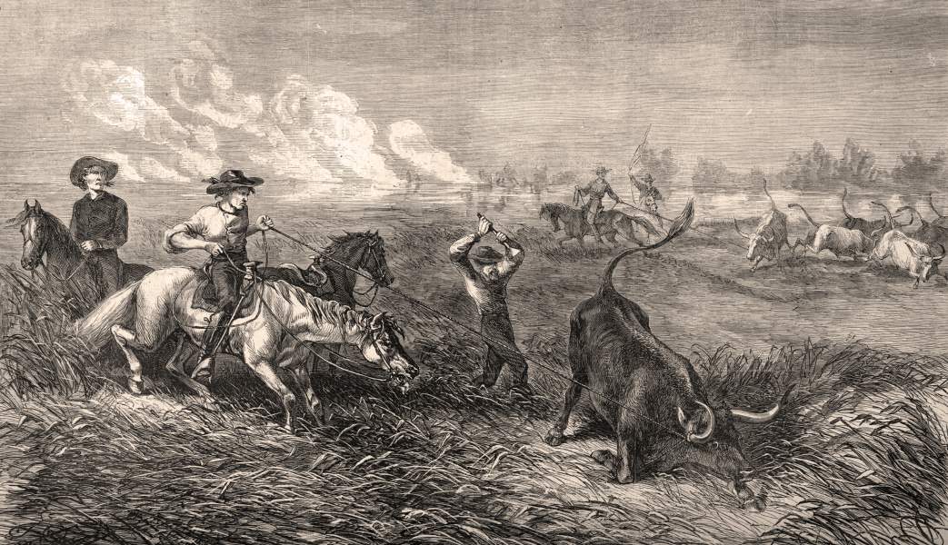 Cattle branding in Texas, June 1867, artist's impression, zoomable image.