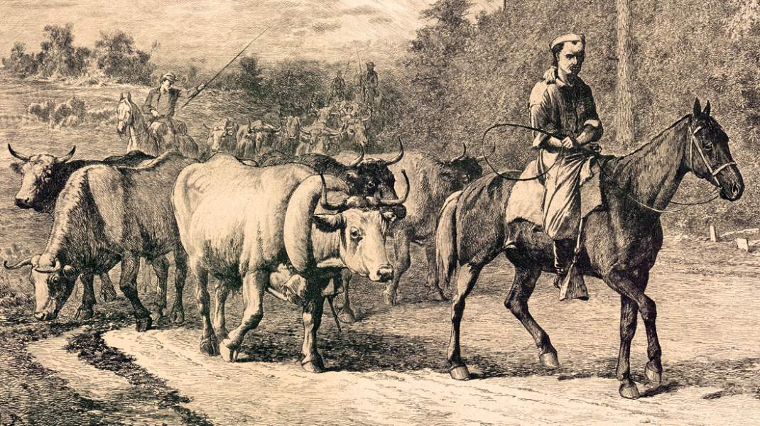 "The Leader of the Herd," Edwin Forbes, copper plate etching, 1876, detail