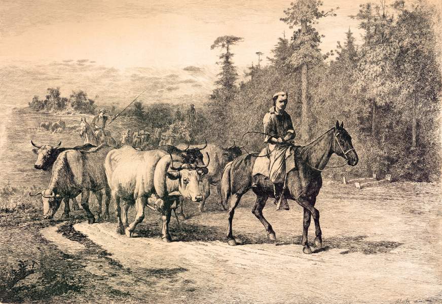 "The Leader of the Herd," Edwin Forbes, copper plate etching, 1876, zoomable image
