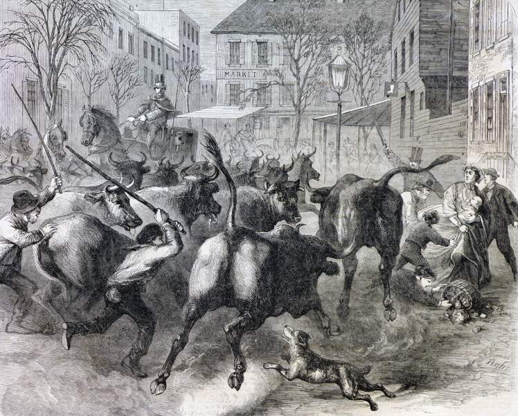 "Cattle Driving in the Streets - Who cares for Old Women and Small Children?" 1866, artist's impression