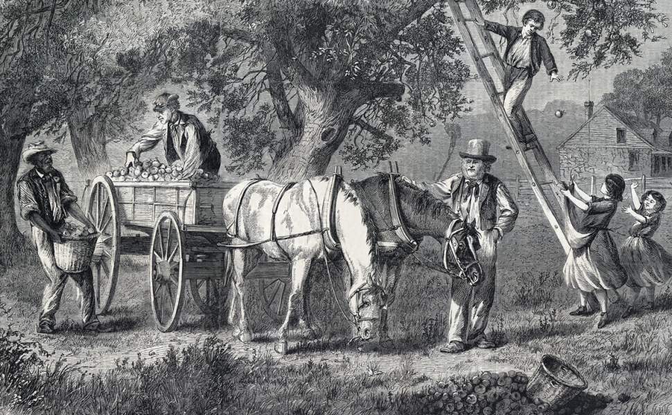 Edwin Forbes, "Gathering Apples," Harper's Weekly Magazine, October 21, 1865, detail