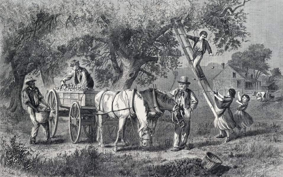 Edwin Forbes, "Gathering Apples," Harper's Weekly Magazine, October 21, 1865, zoomable image