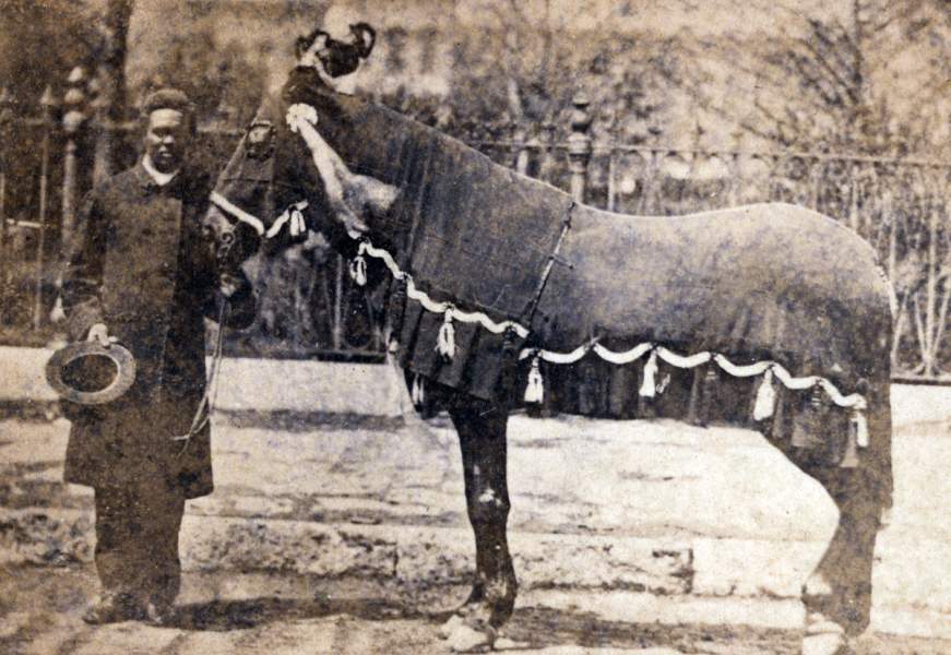 "Old Robin," President Lincoln's old circuit riding horse, Springfield, Illinois, May 3, 1865